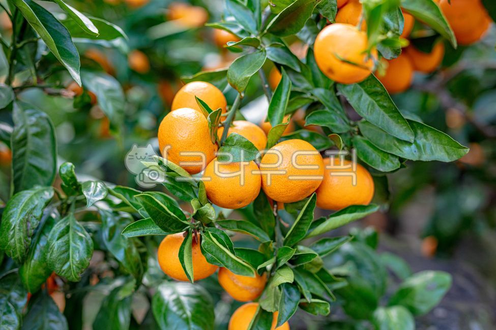 green,citrus,background,crop,garden,leaves,vitamin,tree,nature,agriculture,tangerine,ripe,orchard,branch,tasty,harvesting,produce,field,farmer,outdoor,farm,oranges,foliage,many,leaf,delicious,season,fresh,seasonal,freshness,citrous,meals,dessert,yellow,감,과일,음식,주황색,노랑,fruit,food,orange