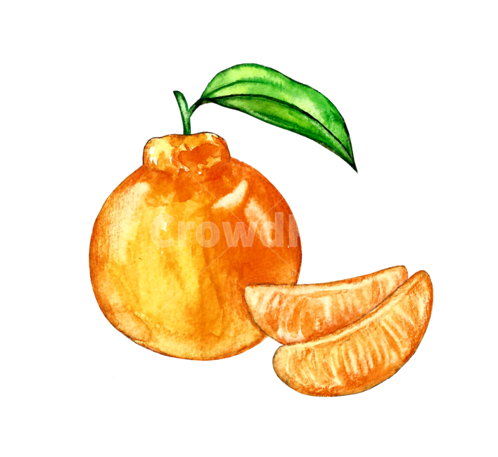 food,음식,fruit,과일,citrusfruit,감귤류과일,plant,식물,orange,주황색,한라봉,제주도,귤,그래픽,일러스트레이션,graphic,illustration