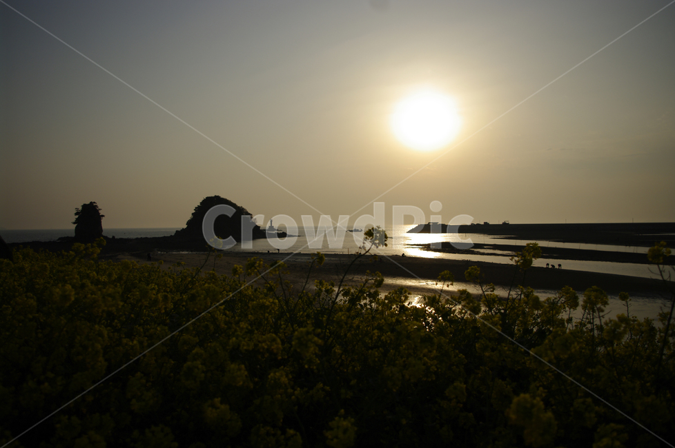 안면도,꽃지해변,바다,석양,풍경,유채꽃,섬,해안,해변,자연,풍경,nature,landscape,light,빛,flare,플레어,outdoors,옥외,sunlight,햇빛
