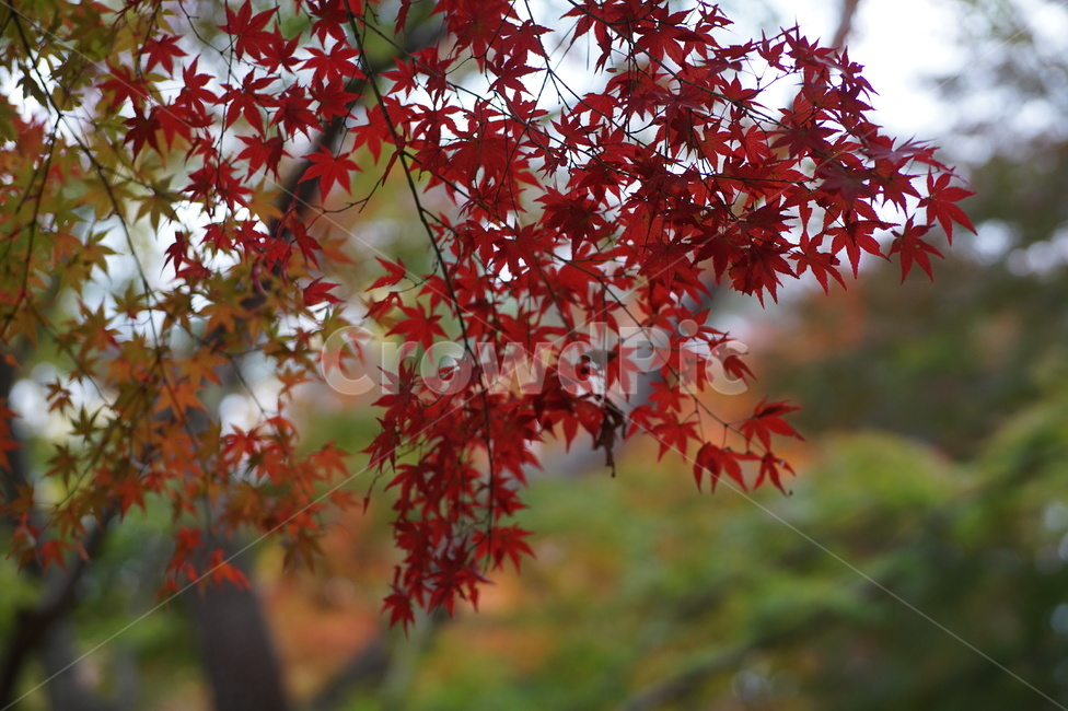 단풍,maple,나무,tree,식물,plant,잎,leaf,가을,계절,fall,autumn,season