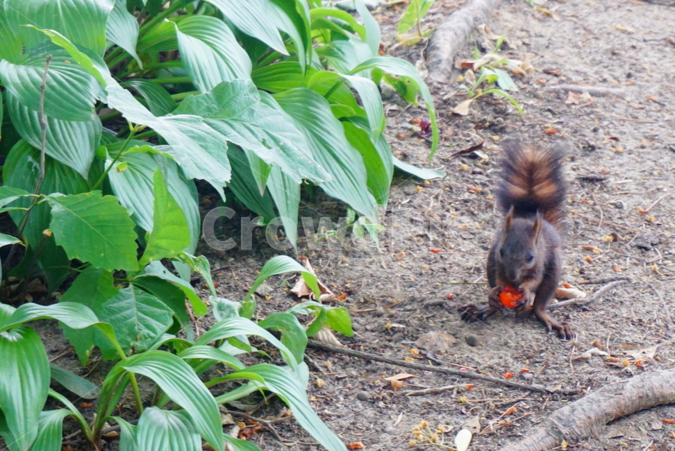 다람쥐,토마토,먹이,야생동물,방울토마토,동물,animal,포유류,mammal
