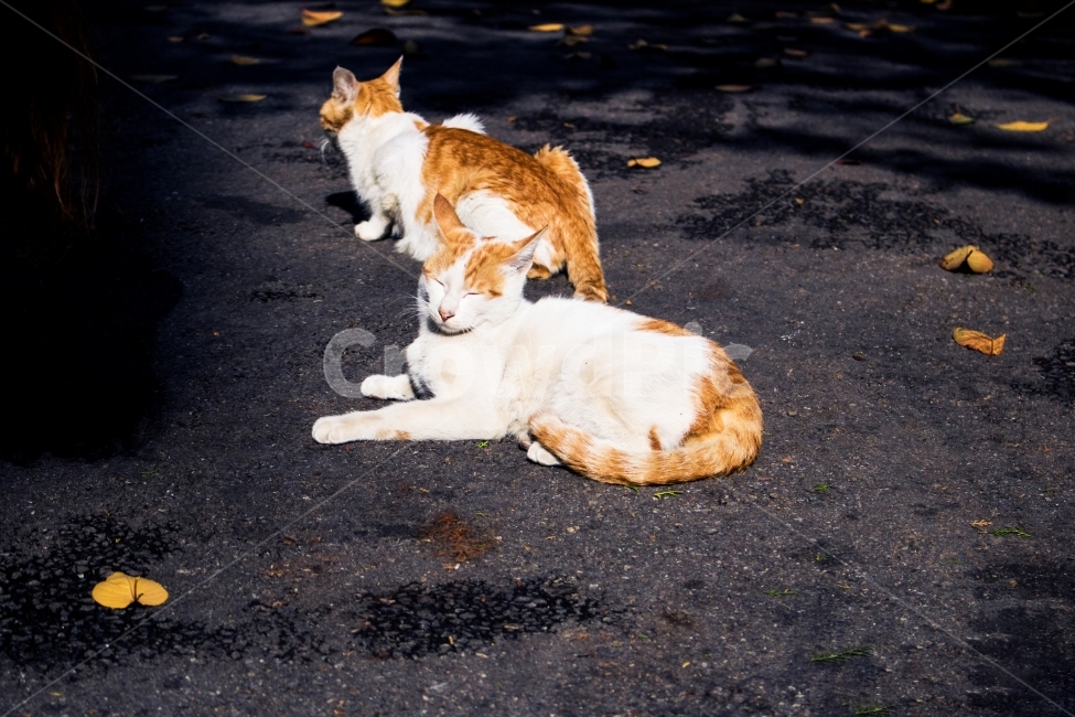 길고양이,길냥이,고양이,동물사진,감성사진,동물,animal,포유류,mammal,고양이,cat,kitten,kitty
