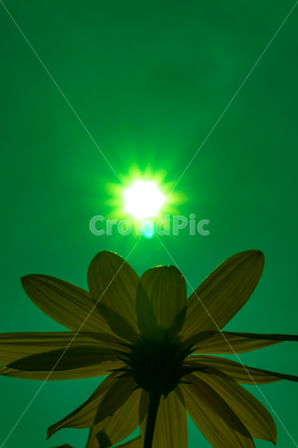 꽃,하늘,구름,자연,태양,cloudssky,clouds,rgbconcept,rgbcmyk,rgbcolors,rgb,srgb,design,landscape,nature,color,light,sun,sky,flower,초록,식물,자연,plants,nature,꽃,flower