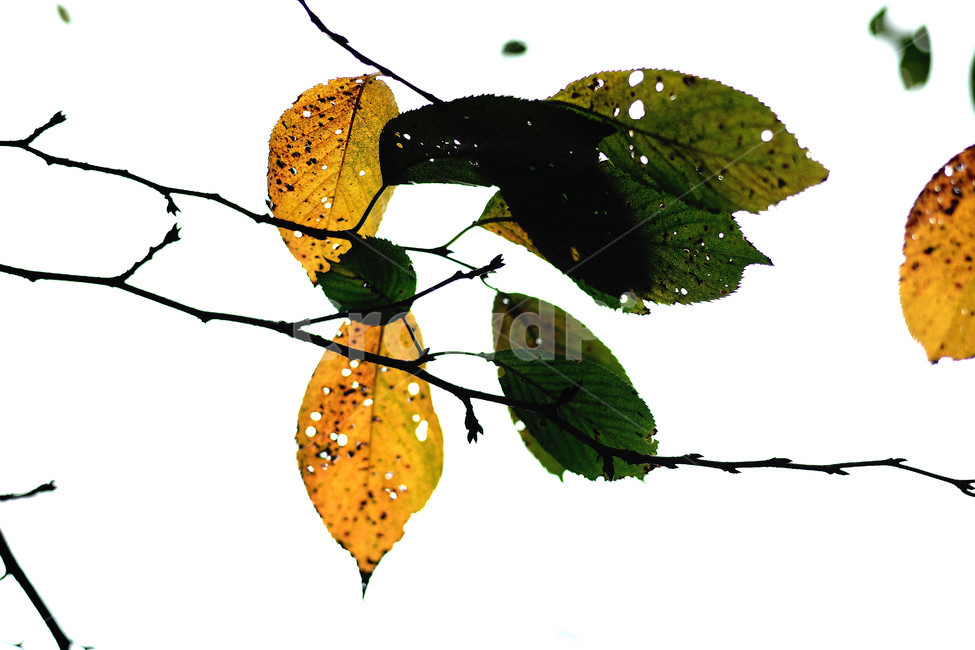 가을,나뭇잎,단풍,나뭇가지,역광,쓸쓸함,가을,계절,fall,autumn,season,식물,자연,plants,nature,누끼,remove background,leaf,잎,plant