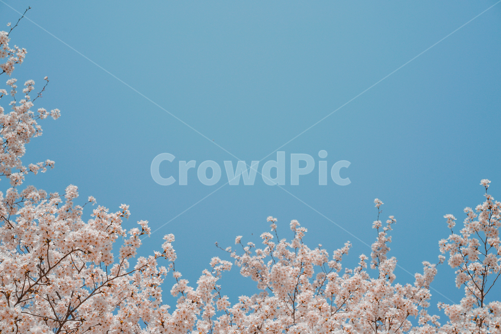 벚꽃,cherryblossom,경주,경주벚꽃,봄벚꽃,벚꽃감성,감성,봄,계절,spring,season,자연,풍경,nature,landscape,plant,식물,flower,꽃,blossom