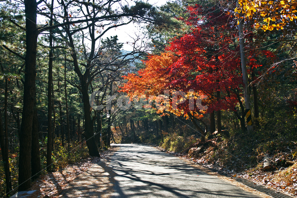 단풍,가을,청계사,의왕시,낙엽,계절,도로,단풍나무,가을,계절,fall,autumn,season,leaf,잎,plant,식물,tree,나무