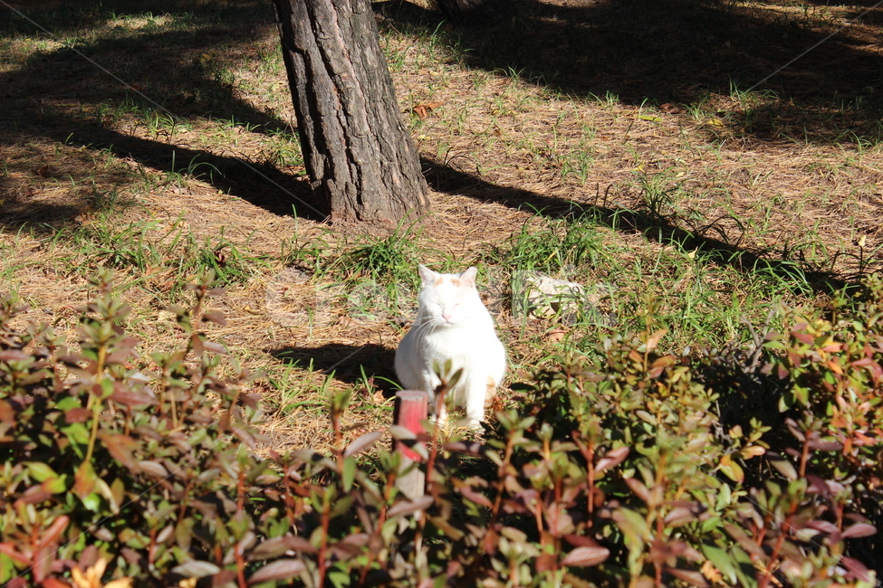 동물,cat,고양이,animal,자연,길고양이,동물,animal,포유류,mammal,고양이,cat,kitten,kitty