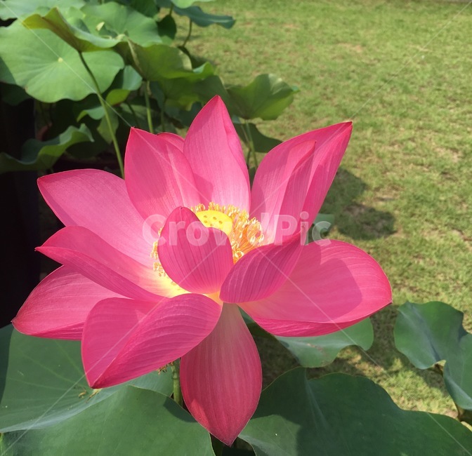 봄,연꽃,여름,꽃,자연,식물,자연,plants,nature,꽃,flower