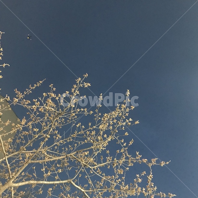 꽃,벚꽃,저녁,하늘,나무,sky,flower,tree,night