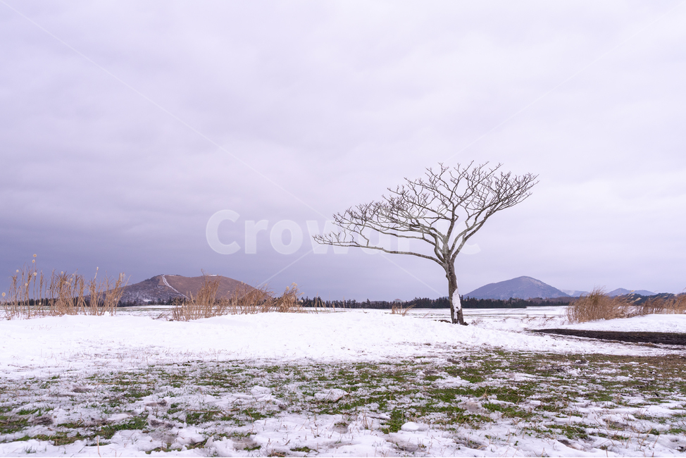 nature,plant,식물,tree,나무,outdoors,옥외,제주도,제주,섬,풍경,자연,구름,나홀로나무,큰나무,왕따나무,초원,드넓은,넓은,벌판,언덕,오름,새별오름,그린,초록,초록색,파란색,푸른,하늘,산,평지,평야,화산,분화구,관광지,관광,휴식,쓸쓸함,겨울,눈내린,눈,눈덮힌,겨울,계절,winter,season,자연,풍경,nature,landscape,한국자연풍경,한국자연경관,korea nature landscape,제주도,jeju,jeju island