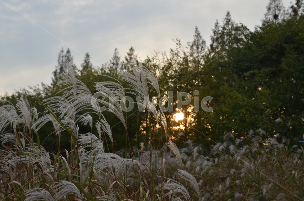 노을,억새,갈대,가을,하늘,오후,숲,산,가을,계절,fall,autumn,season,자연,풍경,nature,landscape,grass,잔디,plant,식물,lawn,reed