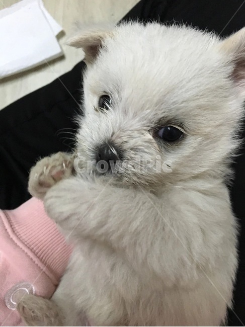 강아지,댕댕이,똥개,귀요미,뭉치,동물,animal,포유류,mammal,개,강아지,dog,doggy