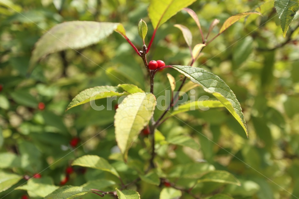 열매,빨간열매,식물,잎,자연,식물,자연,plants,nature