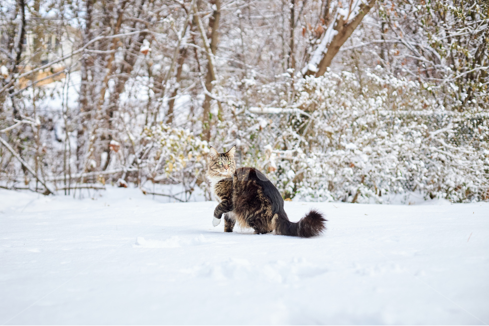 cat,고양이,animal,동물,mammal,포유류,pet,애완동물,반려동물,반려묘,눈,눈쌓인풍경,쌓인눈,snow,눈밭,길냥이,산책냥,산책냥이,nature,자연,겨울,계절,winter,season,동물,animal,포유류,mammal,고양이,cat,kitten,kitty