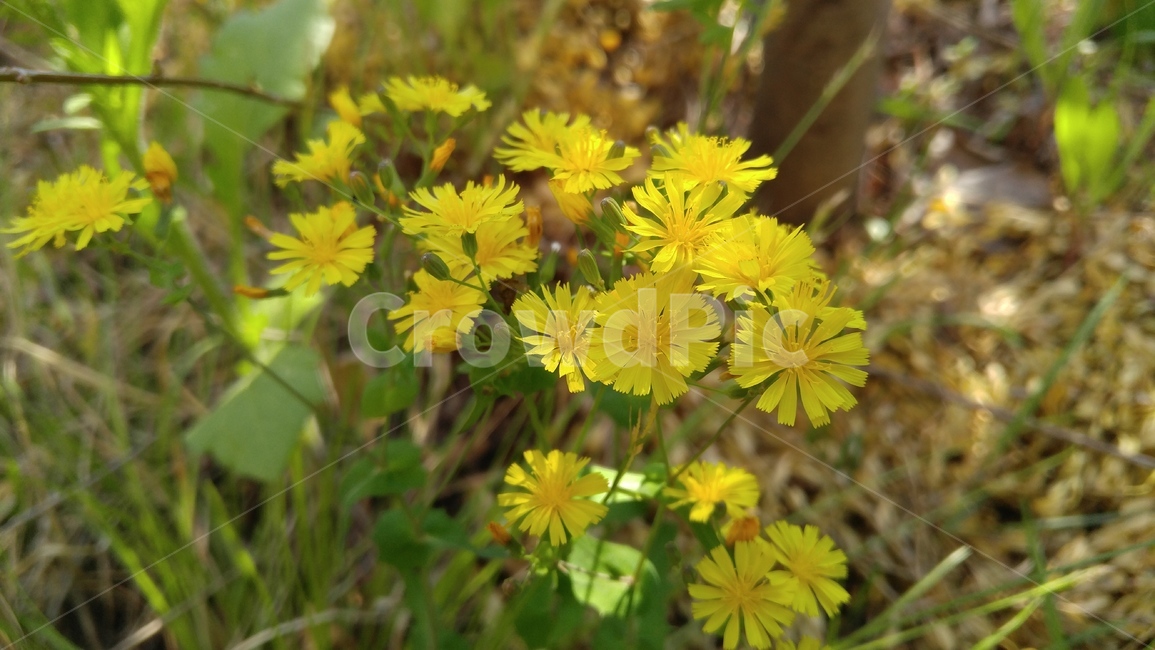 노랑선씀바귀,노랑꽃,노랑색,꽃,식물,계절,배경,감성,yellowflower,yellow,flower,plant,season,background,emotional