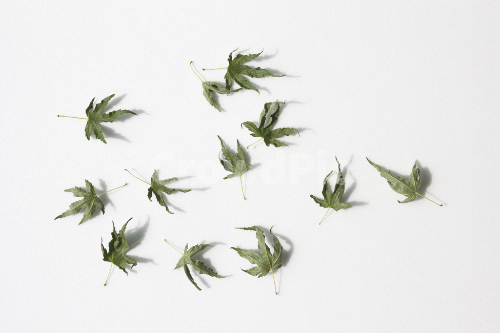 마른,말린,단풍잎,단풍,나뭇잎,잎,잎사귀,이파리,자연,식물,흰배경,떨어진,시든,시들다,녹색,그린,초록색,식물,자연,plants,nature