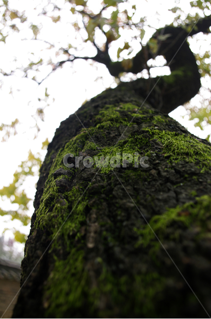 나무,식물,plant,이끼,초록,식물,자연,plants,nature,나무,trees,wood