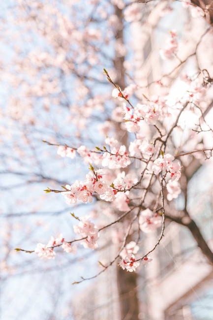 cherryblossoms,벚꽃,봄꽃,plant,식물,flower,꽃,blossom,봄,계절,spring,season,식물,자연,plants,nature,꽃,flower