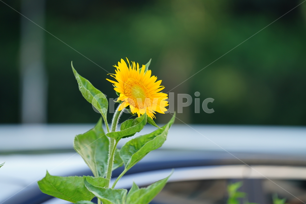 plant,식물,해바라기,꽃,blossom,flower,식물,자연,plants,nature,꽃,flower