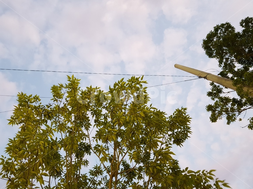 tree,나무,plant,식물,하늘,구름,sky,cloud,자연,풍경,nature,landscape