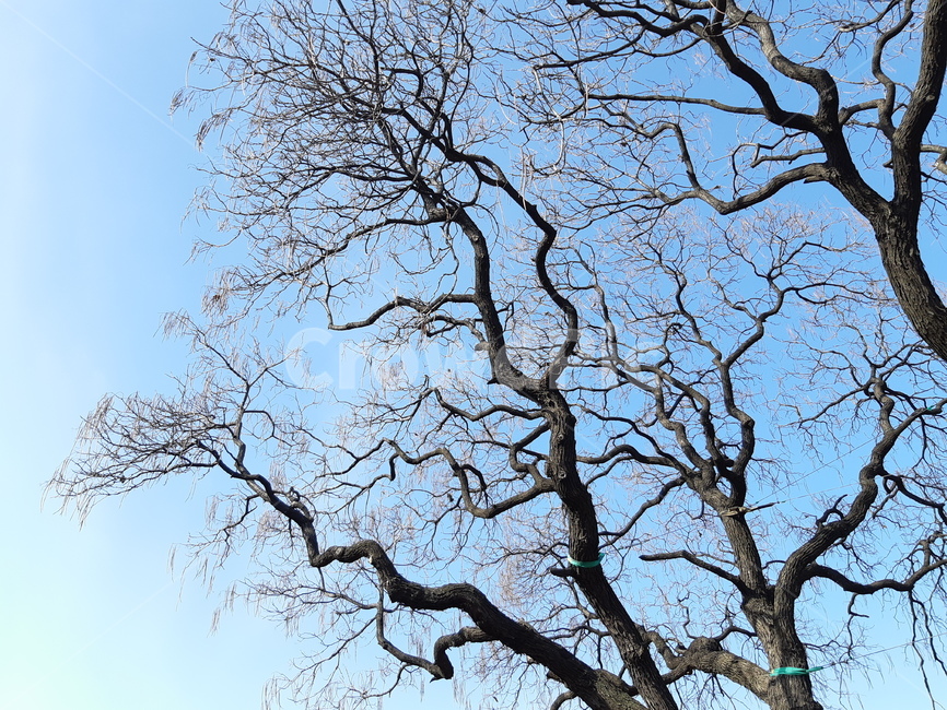 겨울나무,나뭇가지,겨울,나무,앙상한가지,자연,풍경,nature,landscape,식물,plants,tree,plant,tree trunk,나무 줄기