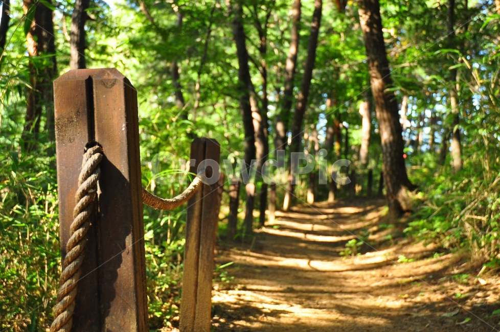 산길,길,산,나무,풀,여행,강릉,오죽헌,mountain,path,road,trees,trip,자연,풍경,nature,landscape,휴식,힐링,rest,relaxation,healing