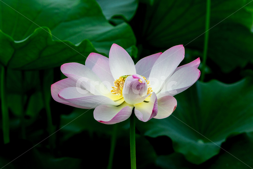 연꽁,연잎,문양,무늬,습지,자연,식물,자연,plants,nature,꽃,flower