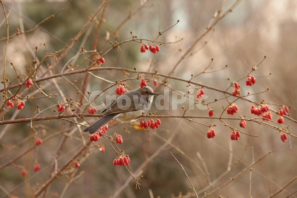 봄,직박구리,텃새,새,bird,spring,식물,자연,plants,nature,동물,animal,조류,새,birds,과일,열매,fruit,색깔,색상,색채,색감,color sense,color sensitivity,feeling of color