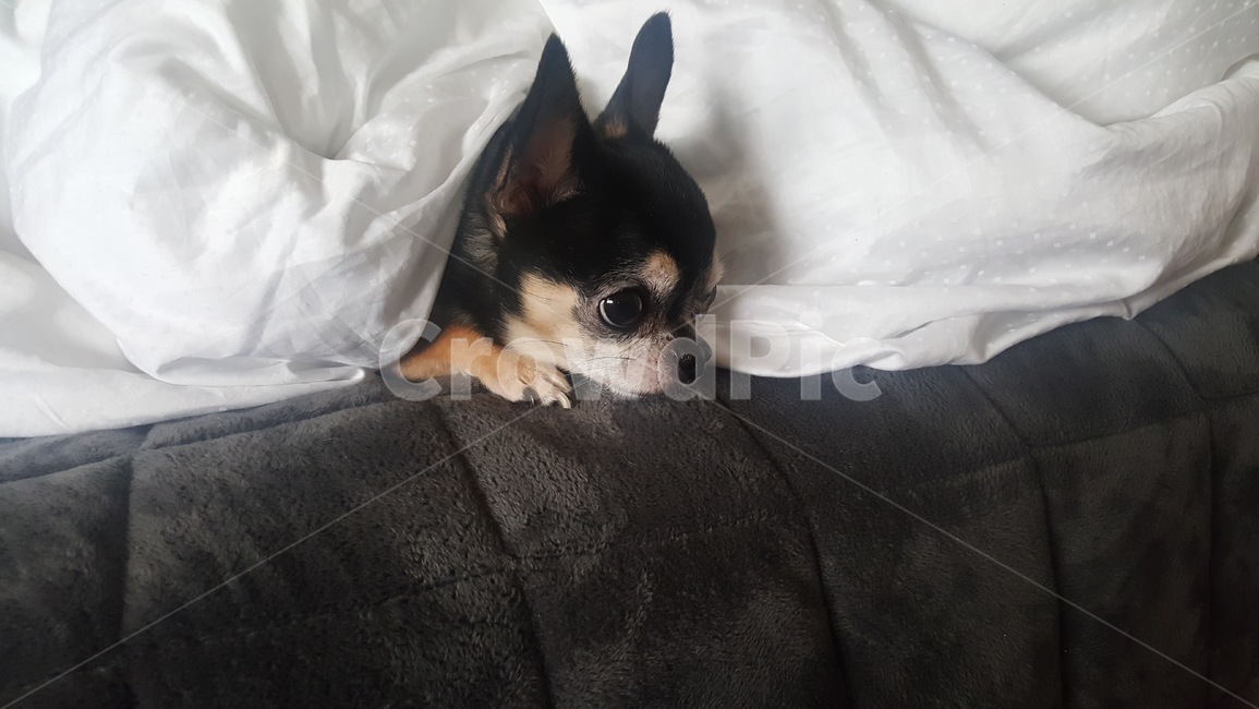 강아지,애완견,블랙탄치와와,치와와,블랙탄,애견,동물,애완동물,반려견,동물,animal,포유류,mammal,개,강아지,dog,doggy