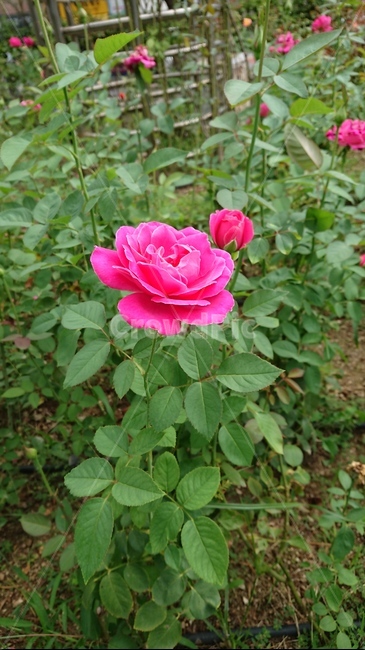 장미,꽃,plant,식물,flower,식물,자연,plants,nature,꽃,flower