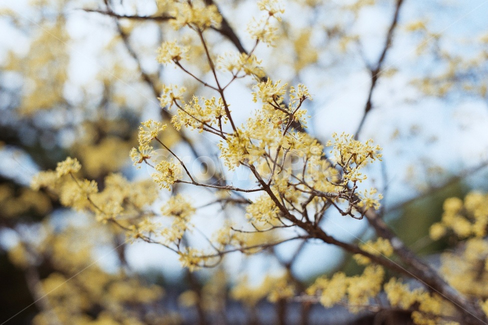 산수유,봄,꽃,나무,노랑,봄,계절,spring,season,식물,자연,plants,nature,꽃,flower,plant