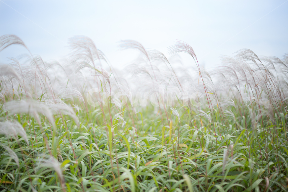 갈대,억새,풍경,가을,하늘,가을,계절,fall,autumn,season,plant,식물,grass,잔디,lawn,reed