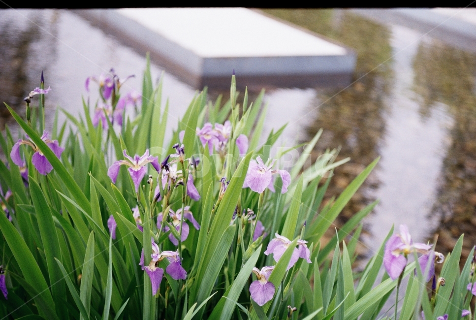 꽃,감성,필름카메라,보라색,보라꽃,강가,봄,행복,위로,식물,자연,plants,nature,꽃,flower