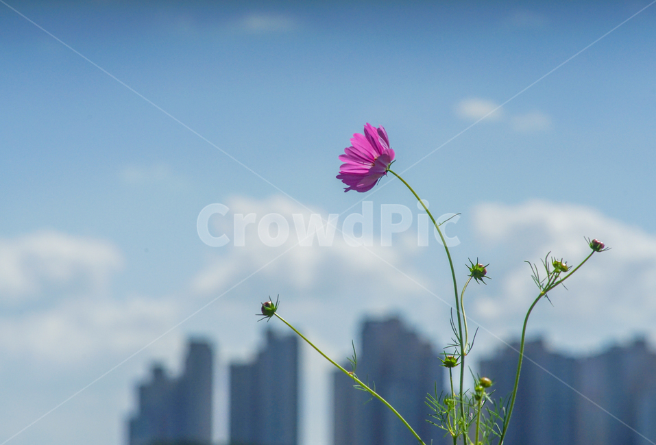 감성,코스모스,꽃,가을,하늘,구름,도시,풍경,city,landscape,식물,자연,plants,nature,꽃,flower,plant