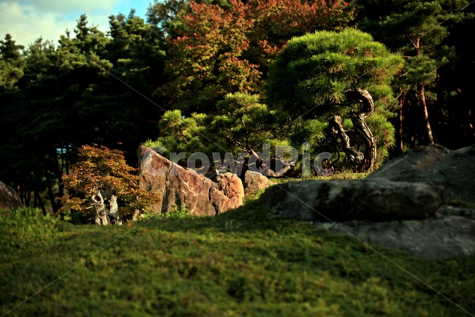 수목원,풍경,식물,잔디,나무,식물,자연,plants,nature