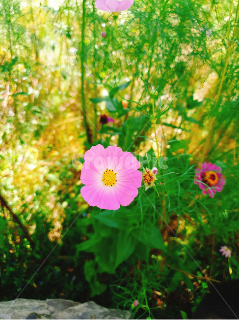 꽃,들꽃,자연,flower,nature,식물,꽃잎,pink,분홍색,식물,자연,plants,nature,꽃,flower