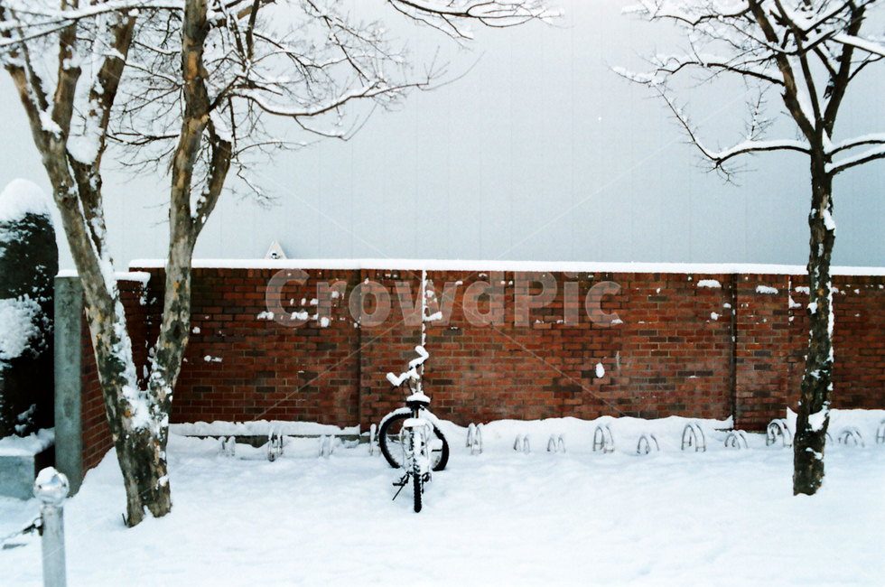 눈,자전거,겨울,자연,울산,겨울,계절,winter,season