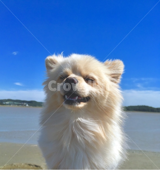 바다,강아지,필링,느낌,반려견,개,가족,시원,동물,animal,포유류,mammal,개,강아지,dog,doggy