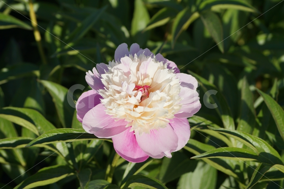 봄꽃,봄꽃축제,야생화,태화강,꽃사진,식물,자연,plants,nature,꽃,flower