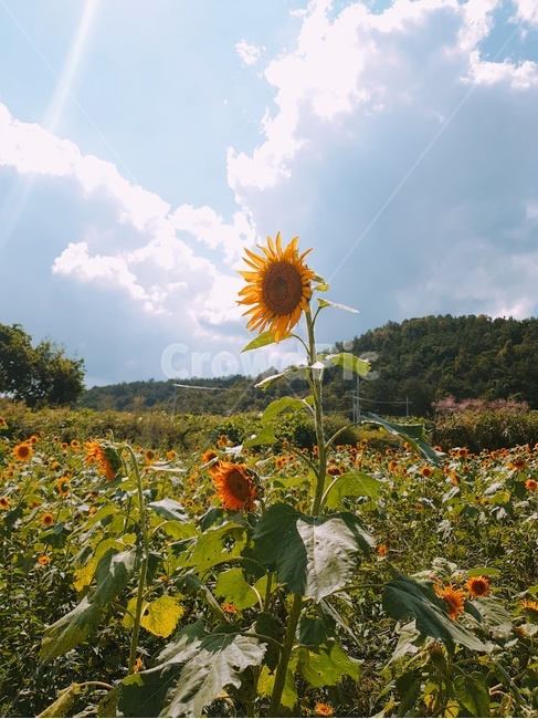 blossom,plant,식물,꽃,flower,sunflower,sommer,해바라기,산책,공원,썬플라워,하늘,스카이,풍경,식물,자연,plants,nature,꽃,flower