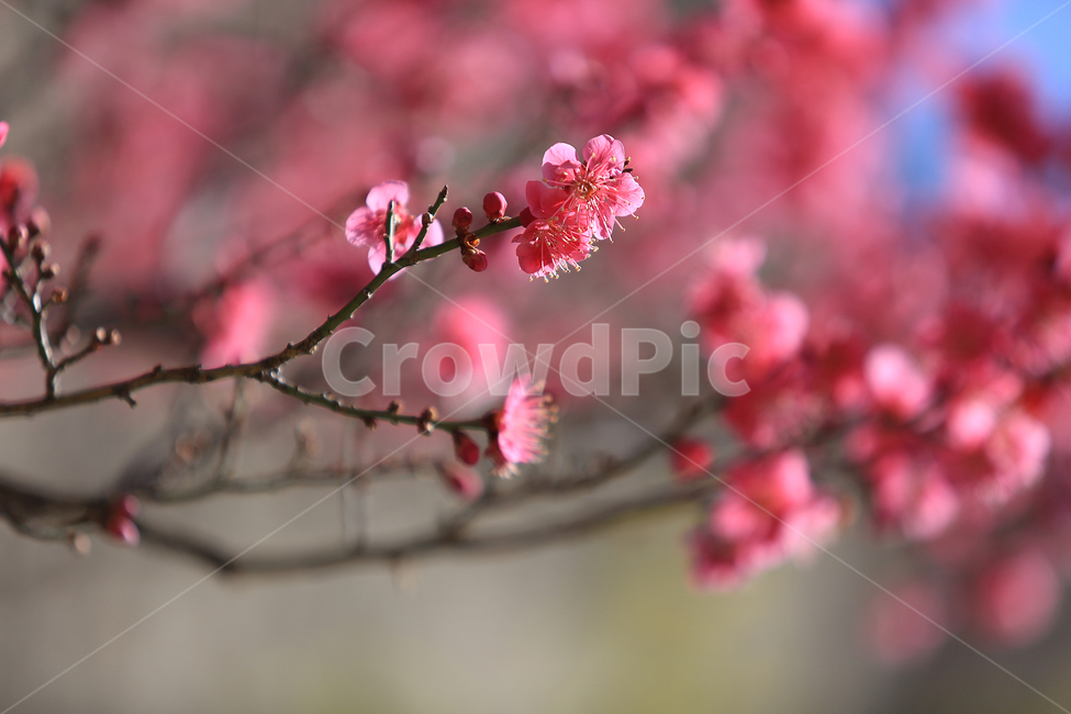 꽃,봄,홍매화,매화,분홍,flower,spring,pink,봄,계절,spring,season,식물,자연,plants,nature,꽃,flower,plant