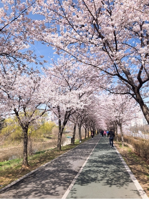 봄,벚꽃,벚꽃길,풍경,꽃길,산책로