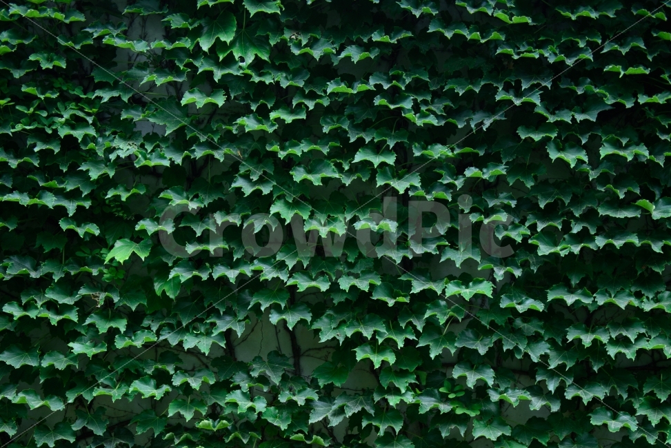 초록,녹색,패턴,백그라운드,식물,여름,상쾌함,싱그러운,green,background,pattern,plant,summer,식물,자연,plants,nature,텍스처,질감,패턴,texture,pattern