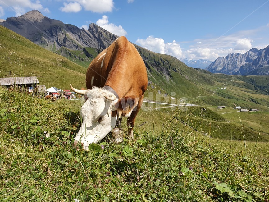 grindelwald,소,cattle,가축,swiss,동물,동물,animal,포유류,mammal