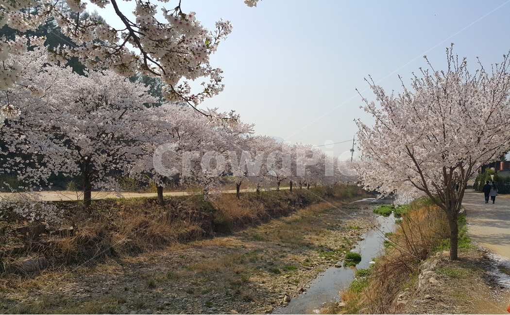 벚꽃,벚나무,봄,양평,귀여교,귀여리,벚꽃길,벚꽃명소,CherryBlossom,spring,따뜻한,꽃사진,봄꽃,산책,자연,배경,season,tree,봄나들이,개화,봄,계절,spring,season,자연,풍경,nature,landscape,plant,식물,ditch,도랑