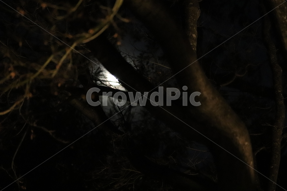 nature,자연,outdoors,옥외,art,light,추상적,빛,나무,tree
