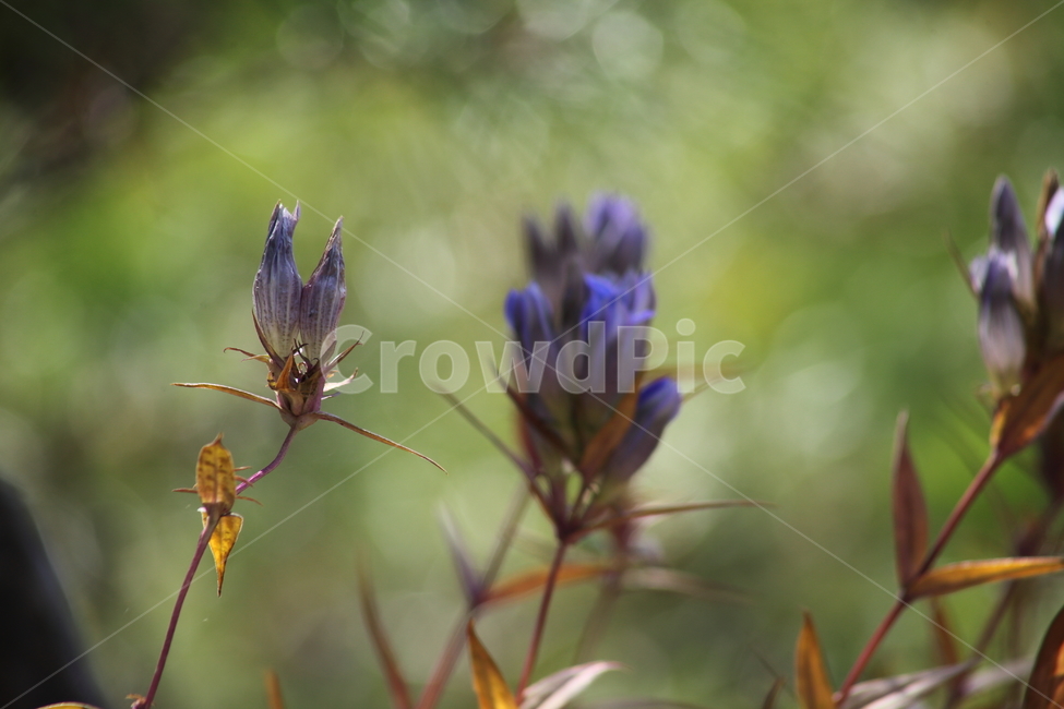 용담,꽃,야생화,식물,chinesegentian,가을,계절,fall,autumn,season,식물,자연,plants,nature,꽃,flower,plant,blossom