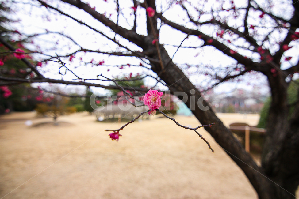 홍매화,벚꽃,식물,꽃,봄,식물,자연,plants,nature,꽃,flower