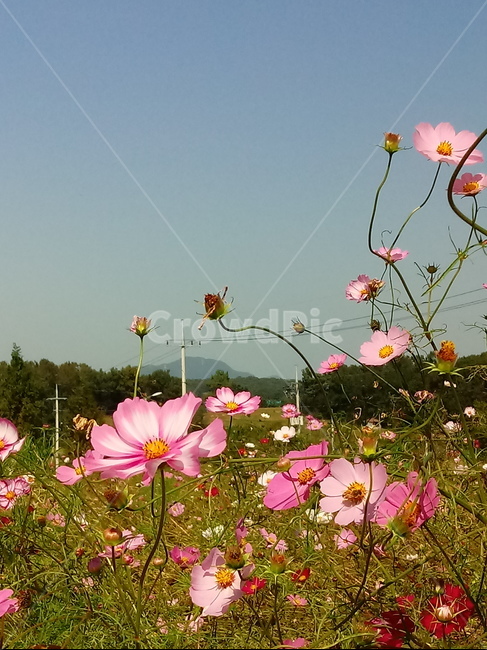 코스모스,꽃,plant,flower,commoncosmos,길국화,꽃잎,가을꽃,식물,자연,plants,nature,꽃,flower