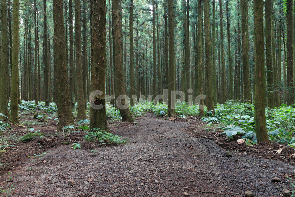 in the woods,forest,sights,Jeju,I want to buy it,bush,forest of trees,jeju island,air,Clean,space,cedar,Phytoncide,trail,cedar forest,road,sight,Shiny Forest,floor,Saryeoni Forest,forest road,Shiny Forest Trail,green,nature,tree,health,outdoor,environment